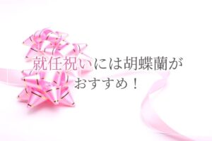 胡蝶蘭　就任祝い